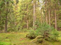 Magic forest