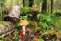 Magic forest