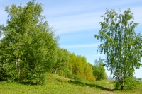 Sattva of Summer