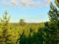 Pine expanse