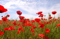 Poppies