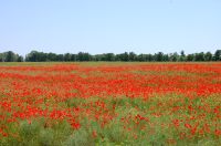 Poppies