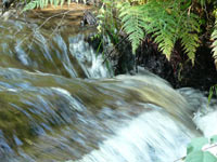 Forest River