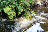 Forest River