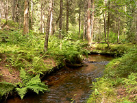 Forest River