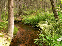 Forest River