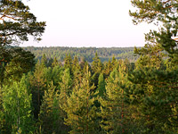 Pine expanse