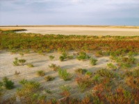 At the Sivash Sea