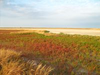 At the Sivash Sea