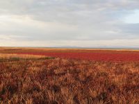 At the Sivash Sea