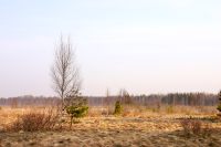Tenderness of spring