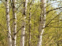 Tenderness of spring