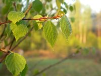 Tenderness of spring