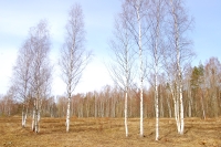 Tenderness of spring