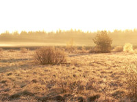 Harmony of morning