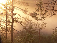 Magic of morning