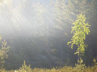 Magic of morning