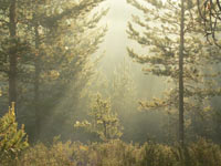 Magic of morning