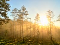Magic of morning