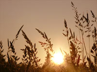 Magic of morning