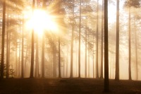 Magic of morning