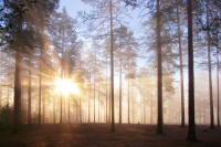 Magic of morning