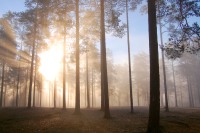 Magic of morning