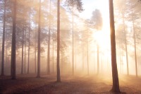 Magic of morning
