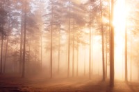 Magic of morning
