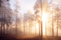 Magic of morning