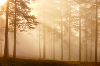 Magic of morning