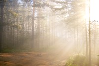 Magic of morning