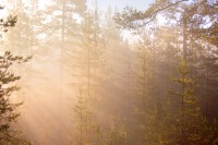 Magic of morning