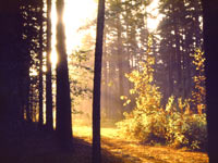 Magic of morning