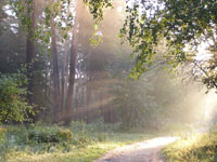 Magic of morning