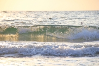 Waves