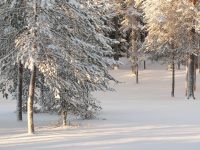 Winter