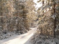 Winter