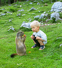 Alpine Marmot (Marmota marmota)