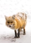 American red fox (Vulpes vulpes fulvus)