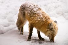 American red fox (Vulpes vulpes fulvus)