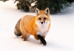 American red fox (Vulpes vulpes fulvus)