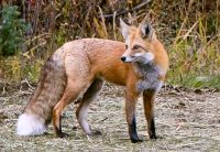 American red fox (Vulpes vulpes fulvus)