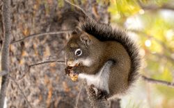 Red Squirrel (Tamiasciurus hudsonicus)
