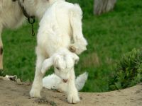 Goat (Capra aegagrus hircus)