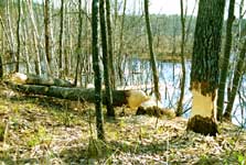 Beaver’s 