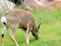 Mule deer (Odocoileus hemionus)