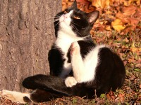 Cat (Felis silvestris catus)