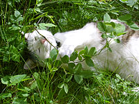 Cat (Felis silvestris catus)