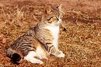 Cat (Felis silvestris catus)